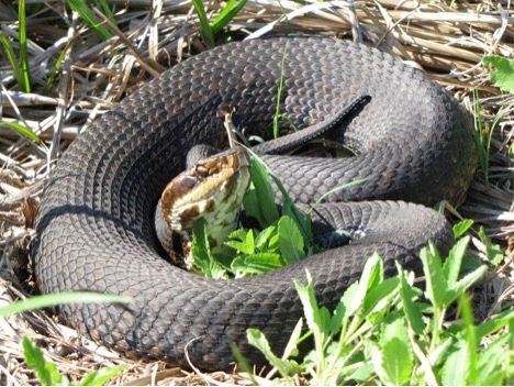 Figure 18. Cottonmouth moccasin (adult)—Note very dark coloration and lack of obvious markings.