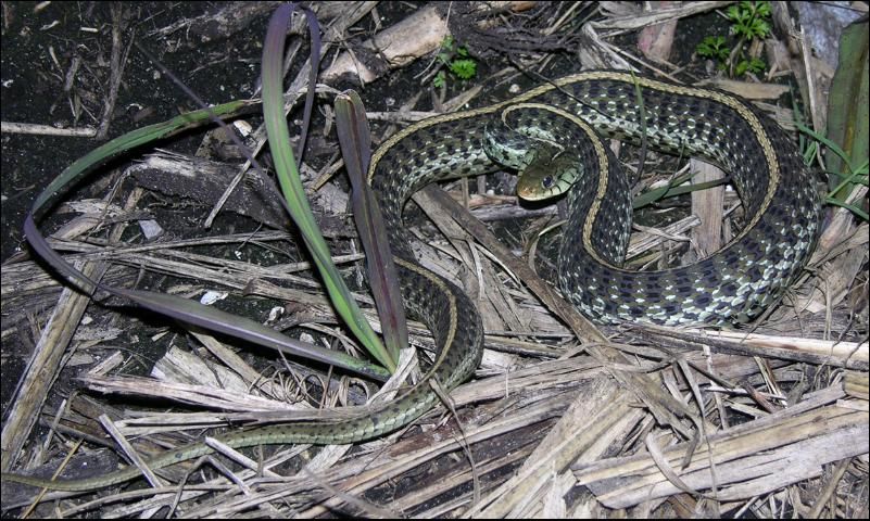 Figure 10. Eastern garter snake (adult).