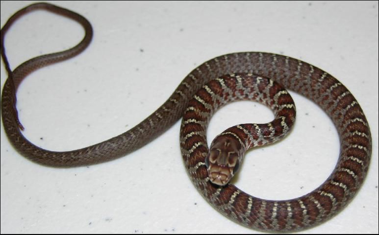 Figure 2. Southern black racer (juvenile)—note the slender body and reddish colored blotches.