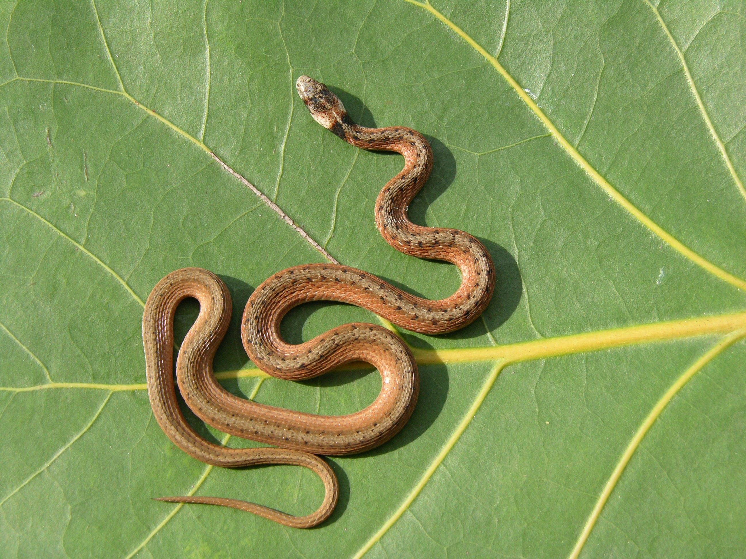 Figure 11. Florida brownsnake (adult).