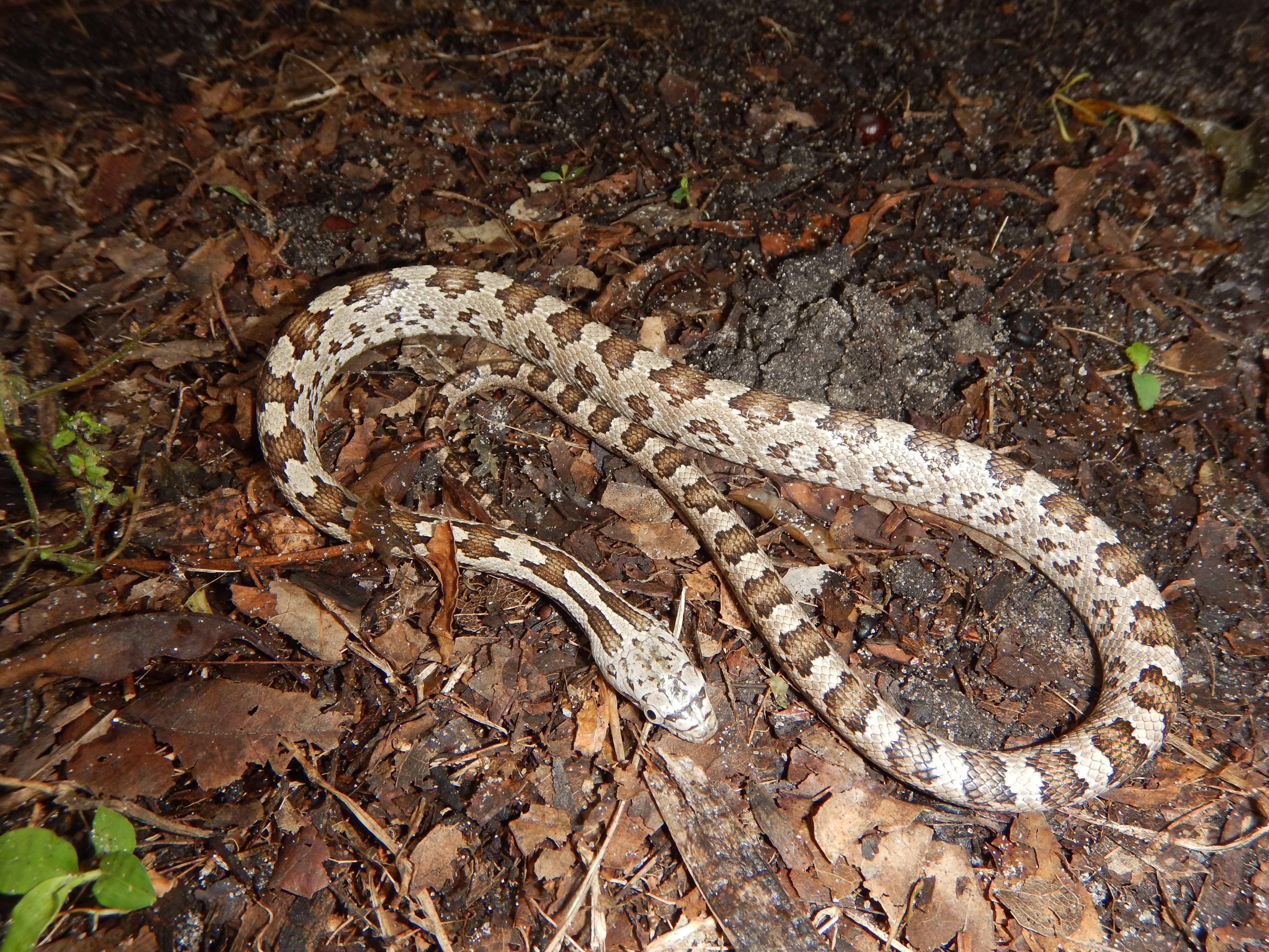 Figure 9. Juvenile yellow rat snake—Markings are typical of juvenile rat snakes.