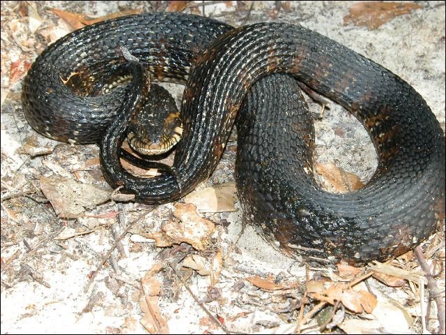 Figure 14. Banded water snake (NOT a cottonmouth), showing nearly uniform dark coloration. This snake feels threatened and has flattened its head and puffed up its body to look more intimidating.