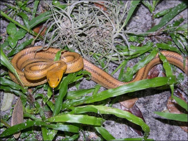 Figure 8. Yellow rat snake (adult).