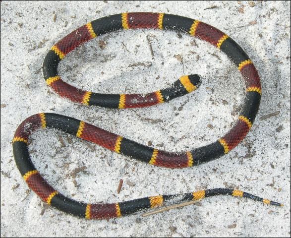Figure 19. Harlequin coral snake (adult)—Note the black nose and the touching red and yellow bands.