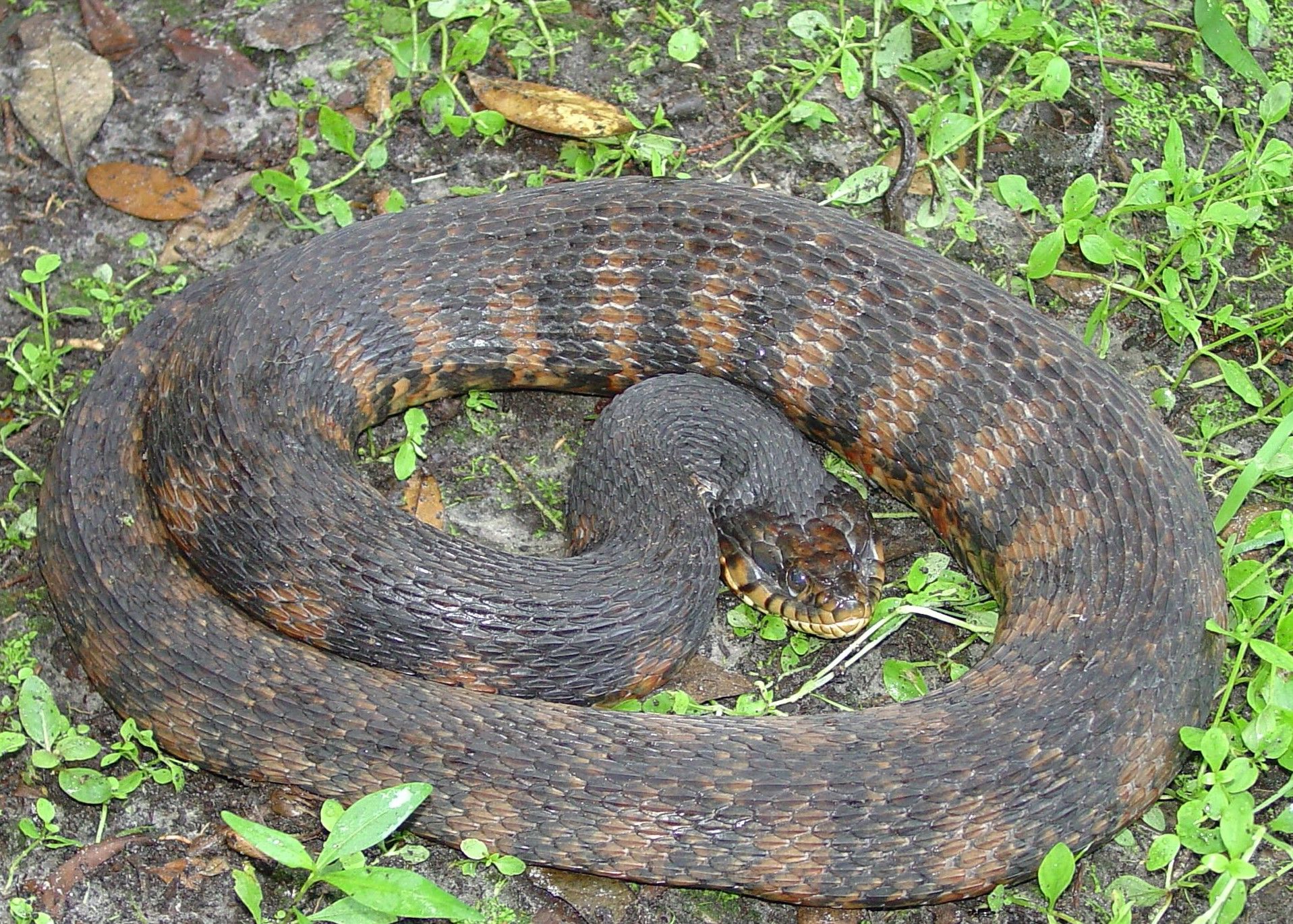 Figure 12. Banded water snake (adult) showing typical banded pattern. This snake feels threatened and has flattened its head and puffed up its body to look more intimidating.