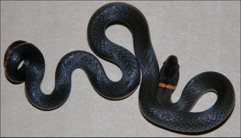Figure 4. A southern ring-necked snake (adult) showing typical defensive posture—note the coiled tail.