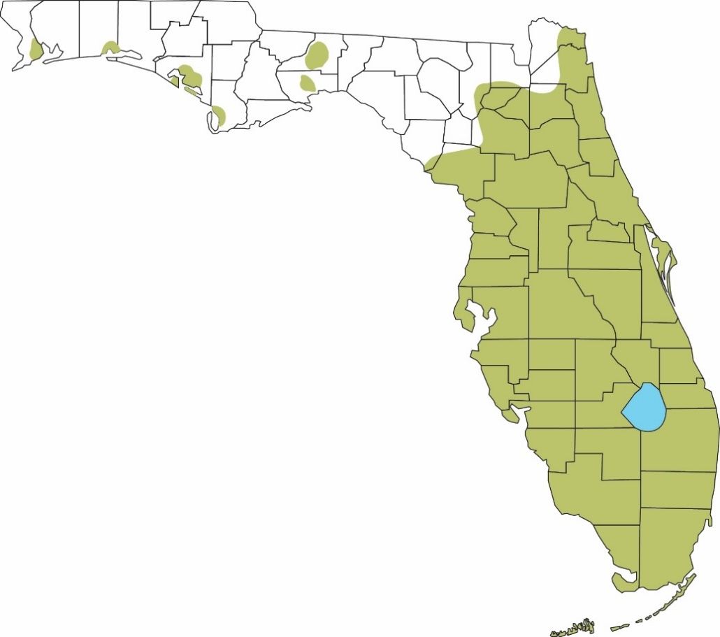Geographic distribution of Cuban treefrogs in Florida as of January 2023. 