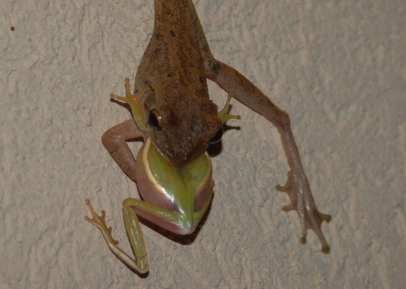Cuban treefrogs eat Florida's native treefrogs, such as this unfortunate green treefrog. 