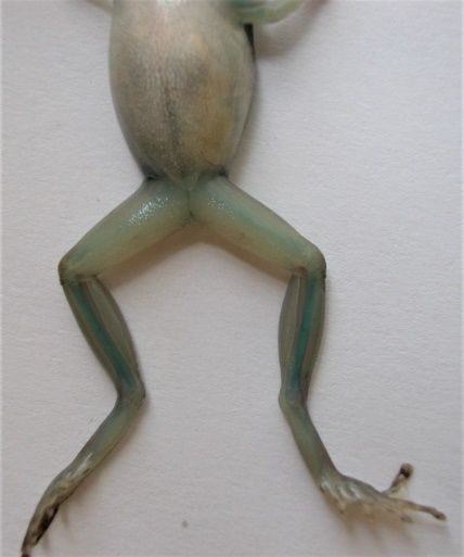 The bones of Cuban treefrogs are blue, a feature most easily seen in juveniles. 