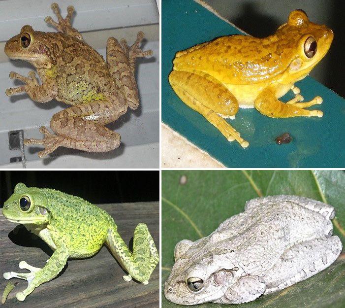 Adult Cuban treefrogs vary a lot in color and pattern. 