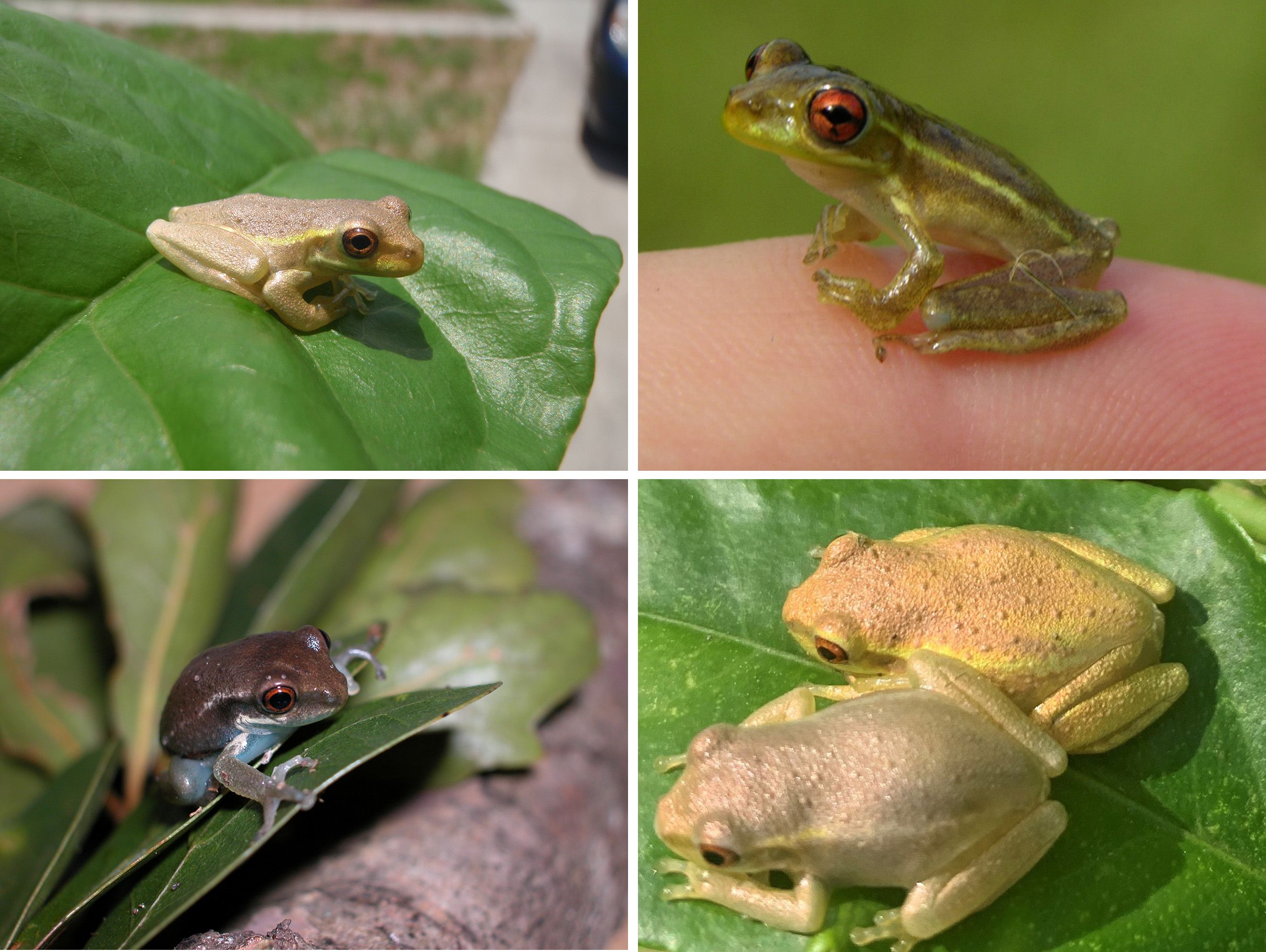 Young Cuban treefrogs vary from brown to green in color and have a light line from their eye to their rear legs, which fades as the frog grows. 
