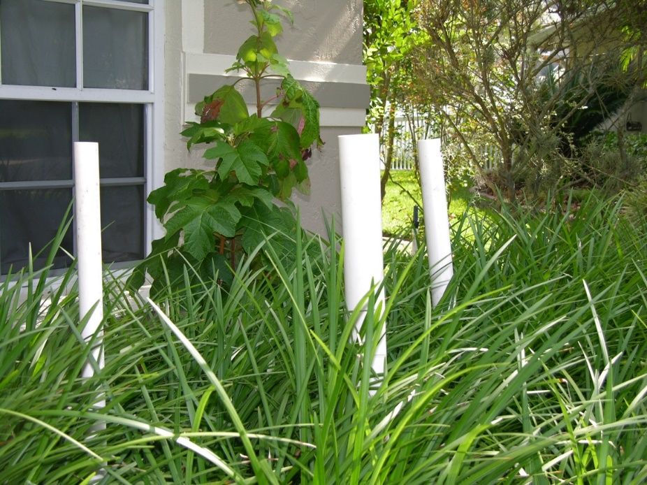 PVC pipes installed in your yard will attract native treefrogs and Cuban treefrogs. 