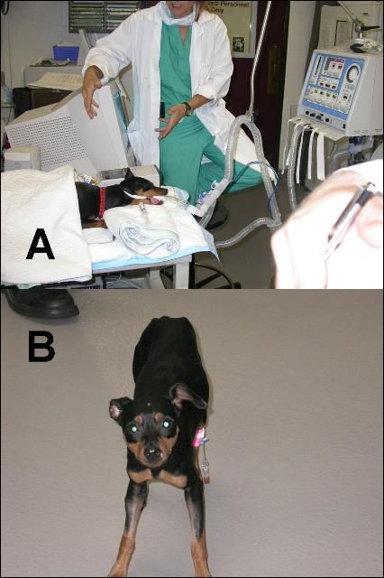 Figure 2. This miniature pinscher was bitten by a coral snake (an elapid). The dog became paralyzed, and was placed on life support with ventilator assistance (A). After receiving proper medical treatment, she recovered well (B) and was able to return home.