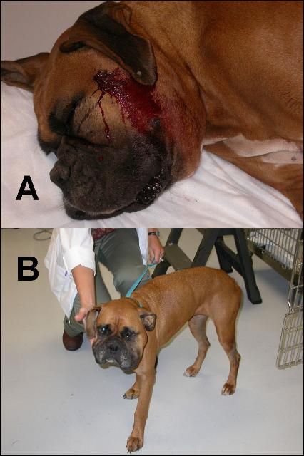 Figure 1. This boxer was bitten by an eastern diamondback rattlesnake (a pit viper). When the dog arrived at the vet soon after the bite (A), the bite was bleeding and beginning to swell, and the dog was highly lethargic. After receiving proper medical treatment (B), this boxer was feeling much better and was able to return home.