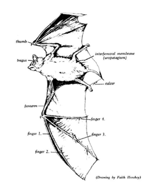 Figure 1. Bat wing structure.