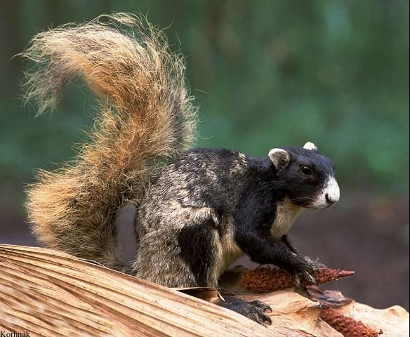 Figure 2. Fox squirrels often build nests in oak trees, using oak leaves in the construction of the nest.