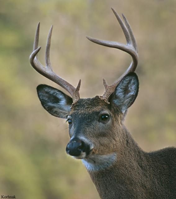 Figure 1. White-tailed deer are one of the many wildlife species that feed on acorns.