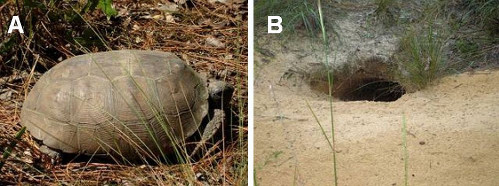 Figure 2. Gopher tortoises, Gopherus polyphemus (A) dig burrows (B) that can be up to 40 ft. long and 10 ft. deep.