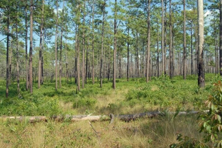 Figure 3. Fire-maintained longleaf pine-wiregrass savanna.