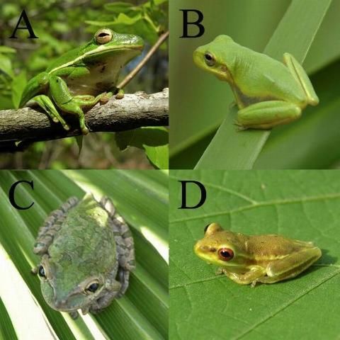 Figure 5. Green treefrogs (A) and squirrel treefrogs (B) are native. Cuban treefrogs (C & D) are invasive. Adult Cuban treefrogs (C) can be green, gray, brown, or white. Young Cuban treefrogs (D) are usually greenish-tan with light green stripes down their sides. Get help from an adult to catch Cuban treefrogs! Use the photo galleries at http://ufwildlife.ifas.ufl.edu/treefrogs.shtml to identify treefrogs.
