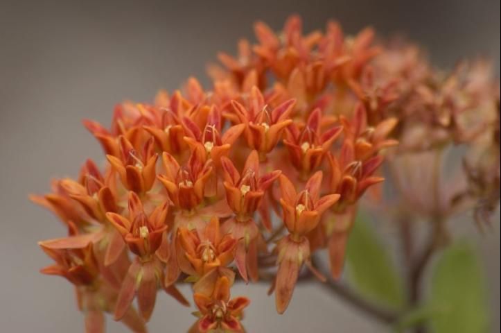 Figure 4. Florida has several native species of milkweeds, such as butterflyweed (Asclepias tuberosa). Credit: Keith Bradley, Institute of Regional Conservation