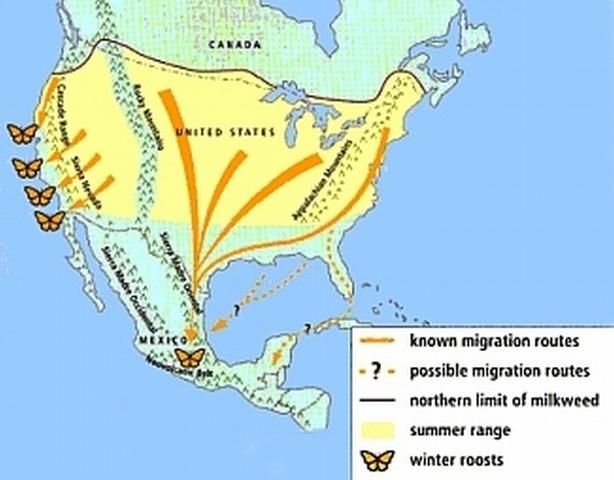 Figure 2. Fall migrations of the monarch butterfly in North America (Brower 1995).
