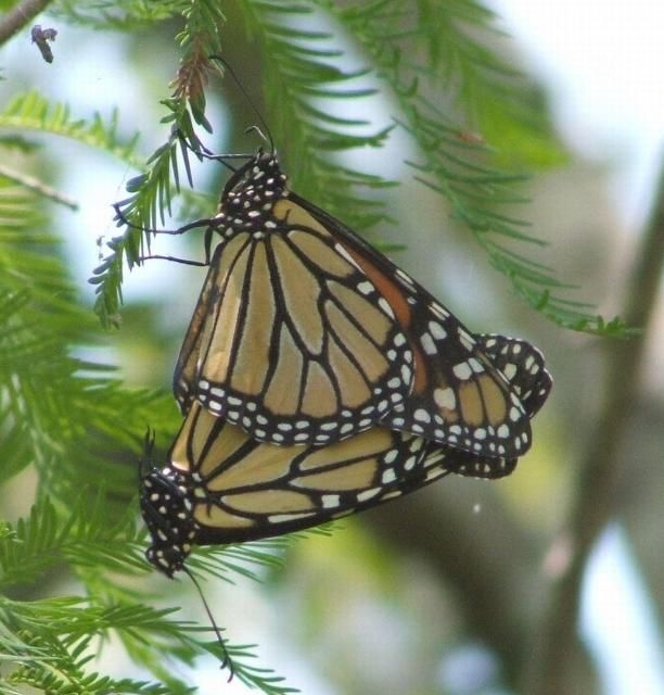 Figure 3. Monarchs may migrate to Florida from the northeastern U.S. and Canada, then stay here and breed year-round. Credit: Patricia Howell, Broward County Parks and Recreation