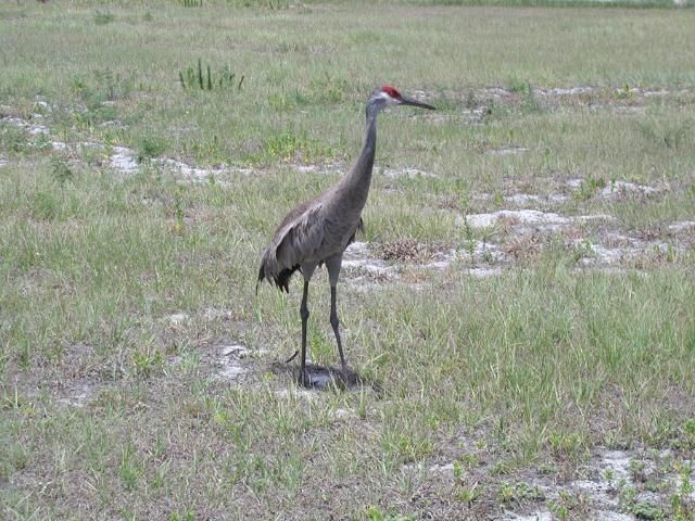 Figure 1. Sandhill crane.