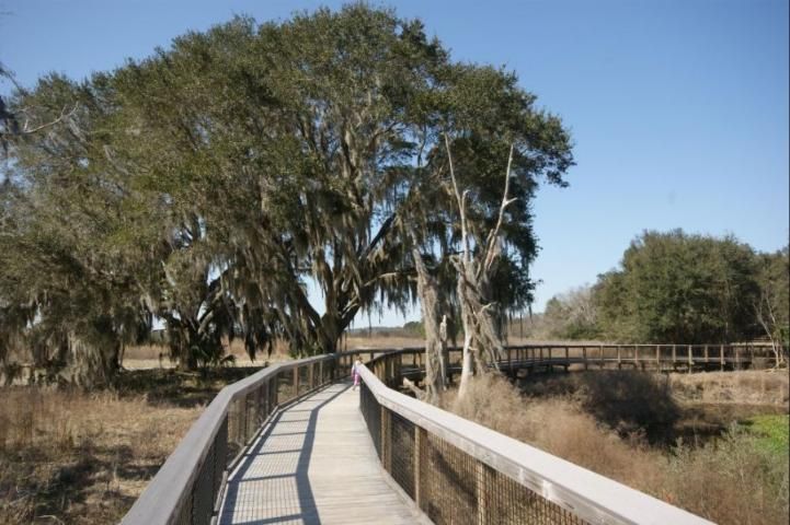 Figure 1. A large live oak tree with a raised boardwalk constructed nearby.