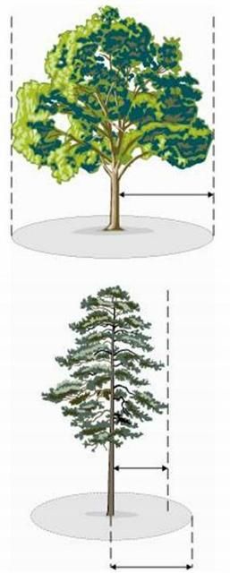 Figure 2. The top illustration demonstrates where the fence should be placed to protect the dripline for trees with wide crowns. For the bottom illustration, tall trees require a tree protection zone that is 1.5 times the dripline radius. Both techniques protect approximately 50% of the root zone.