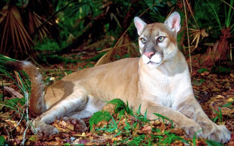 Figure 4. Climate change models predict that 1 m. in sea level rise will result in a 29% habitat reduction for the Florida panther, whose habitat is already severely limited (Whittle 2008).