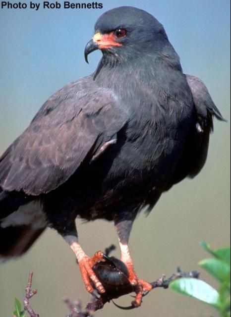 Figure 3. The Everglades snail kite feeds almost exclusively on apple snails, which are predicted to become scarce as precipitation decreases.