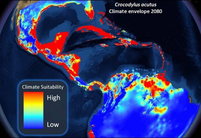 Figure 6. Preliminary output of the cooperative climate envelope project shows the climate envelope for the American crocodile, Crocodylus acutus, in the year 2080 (B) under a high CO2 emissions scenario. Areas of high climate suitability are indicated in warmer colors, and the locations of the Peninsular Florida and Gulf Coast Prairie LCCs are outlined in white. Climate change associated with a high emissions scenario is expected to result in an expansion of suitable climate conditions for C. acutus in the northern Gulf of Mexico.