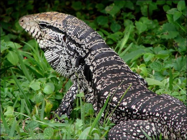 Figure 3. The body of black-and-white tegus is grayish and marked with dark bands with abundant light spots in between. Other tegu species are similarly marked, but base coloration may vary (as shown in Figure 4).