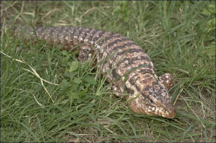 Figure 4. Several tegu species have been found in Florida, including the red tegu (shown here) and the gold tegu, which has a yellow-tan base color.