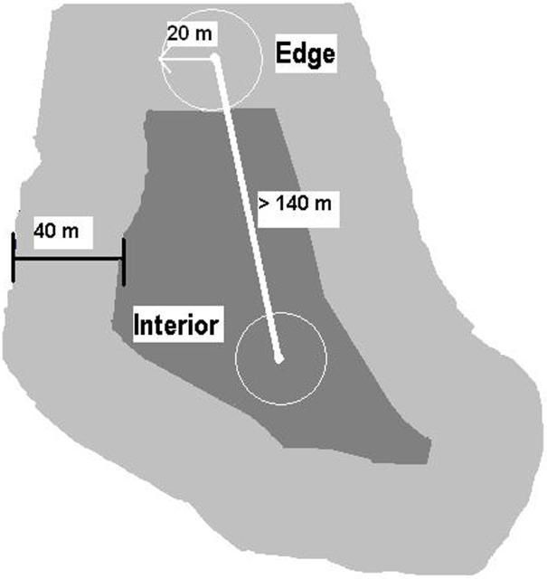 Figure 1. Illustration of edge and interior areas within a forest remnant in Gainesville, Florida. Edge was defined as the habitat less than 40 meters from the remnant boundary. Interior was defined as all habitat more than 40 meters from the remnant boundary. The circles represent point count surveys that were done for birds in the forest remnant. (Illustration Credit: Dan Dawson)