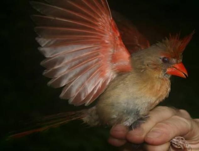 Figure 3. Northern Cardinal (Cardinalis cardinalis), a common summer resident of urban forest remnants. (Photo credit: Elizabeth Farley-Dawson)