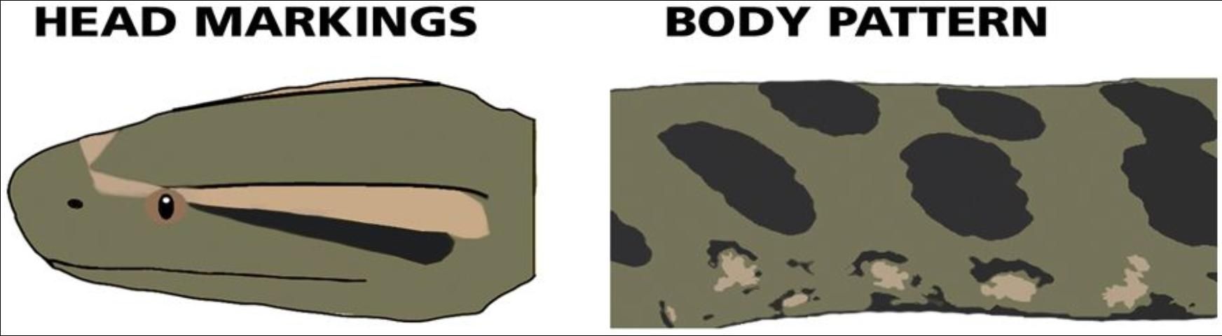 WEC302/UW347: Quick Reference Guide: Introduced Constrictors in