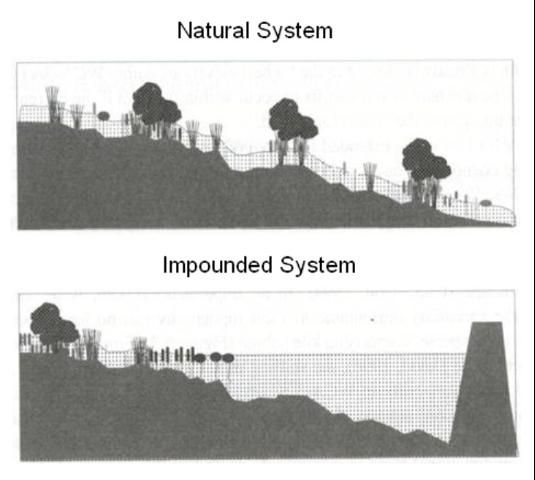 Figure 5. Levees create deep, pooled conditions in the southern half of the enclosed basins, with water depths that tend to be too deep to support a diverse assemblage of plant communities.