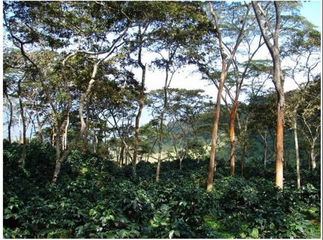 Figure 8. Rainforest Alliance-Certified coffee farm in Santander, Colombia.