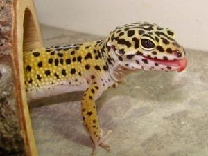 Figure 4. Leopard gecko.
