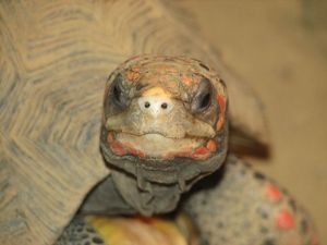 Figure 5. Red footed tortoise.