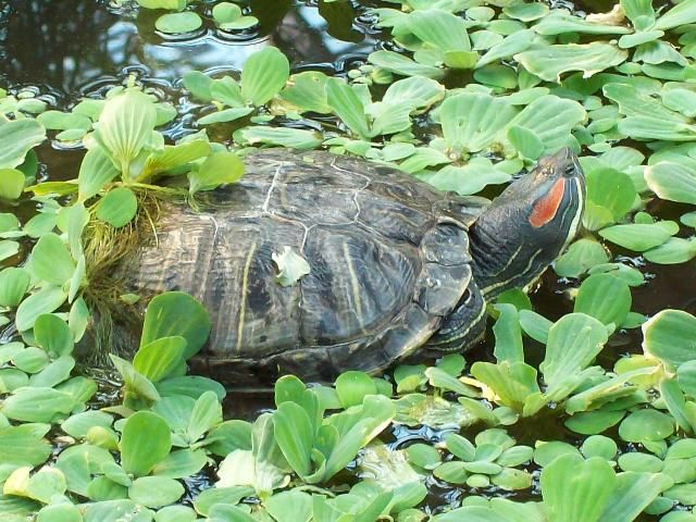 Figure 8. Red-eared slider turtle.