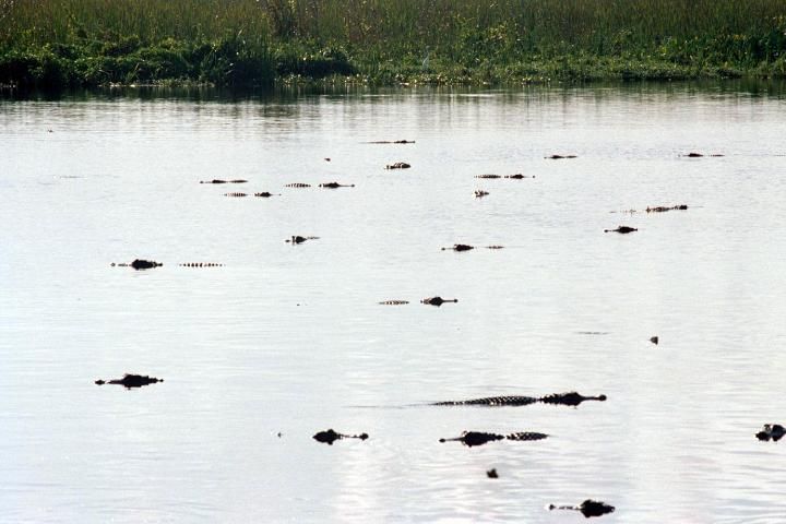Figure 4. Canals provide habitat for dense populations of adult alligators, but not for hatchlings and juveniles.