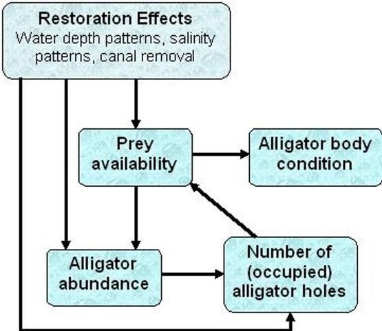 Figure 1. Summary of how water-management changes associated with Everglades restoration are expected to affect alligators.
