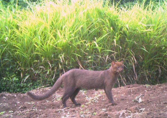 Figure 4. Jaguarundi (Puma yagouaroundii)