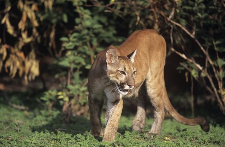 Figure 3. Puma (Puma concolor)