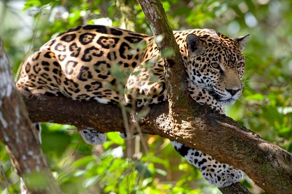 Figure 2. Jaguar (Panthera onca)
