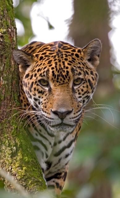 Figure 1. Jaguar (Panthera onca)