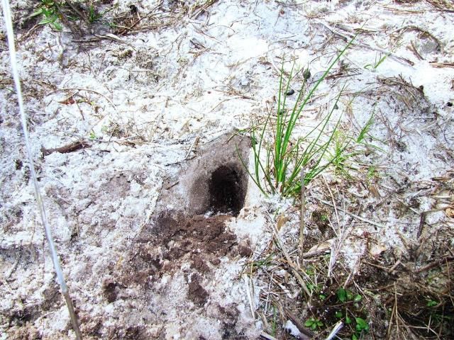 Figure 2. Hole created by a foraging nine-banded armadillo.